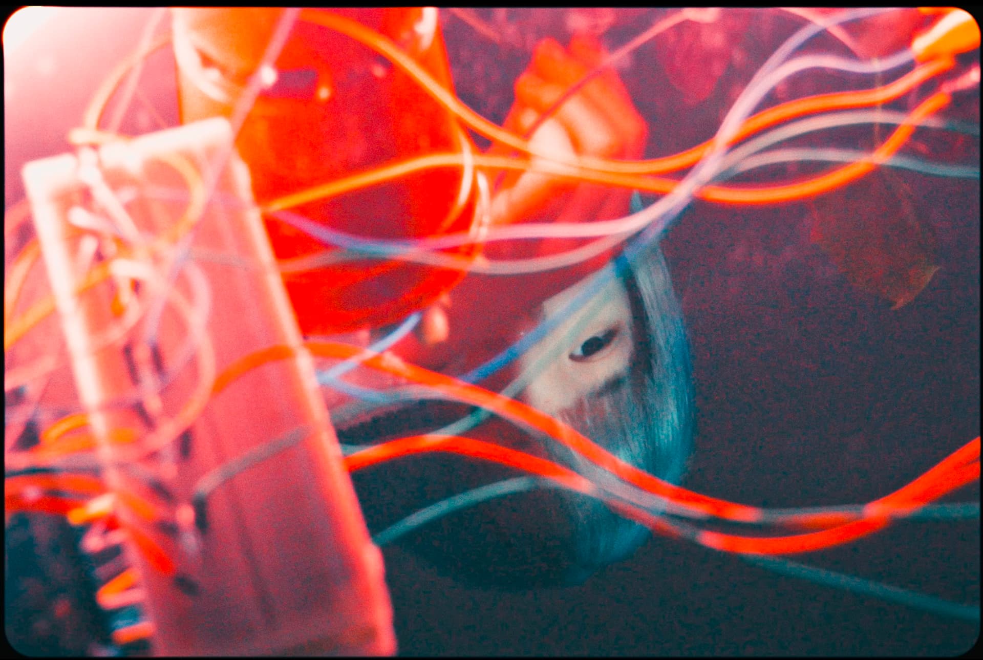 Floriograph - Image 2