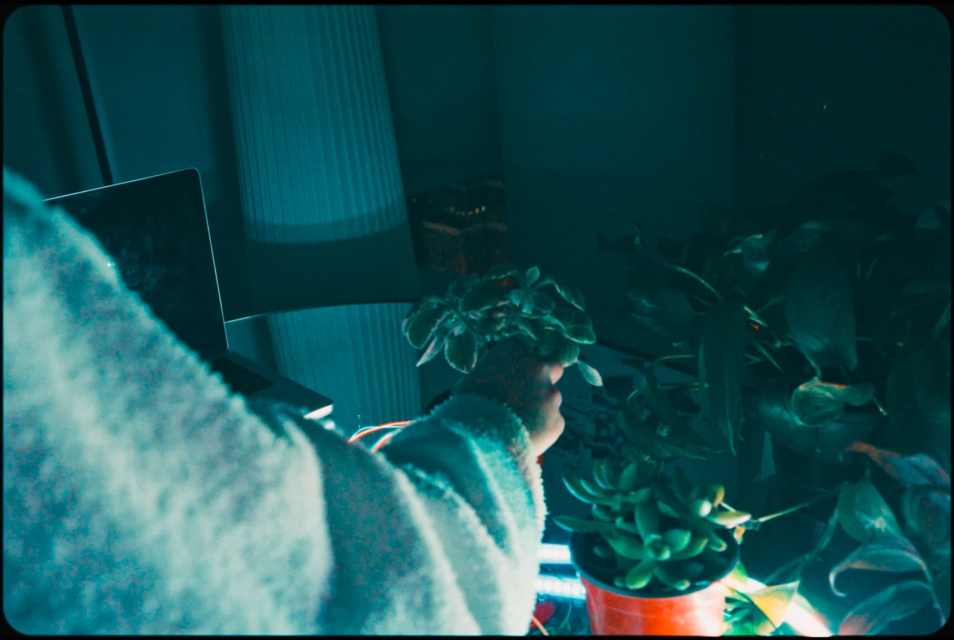 Floriograph - Image 5